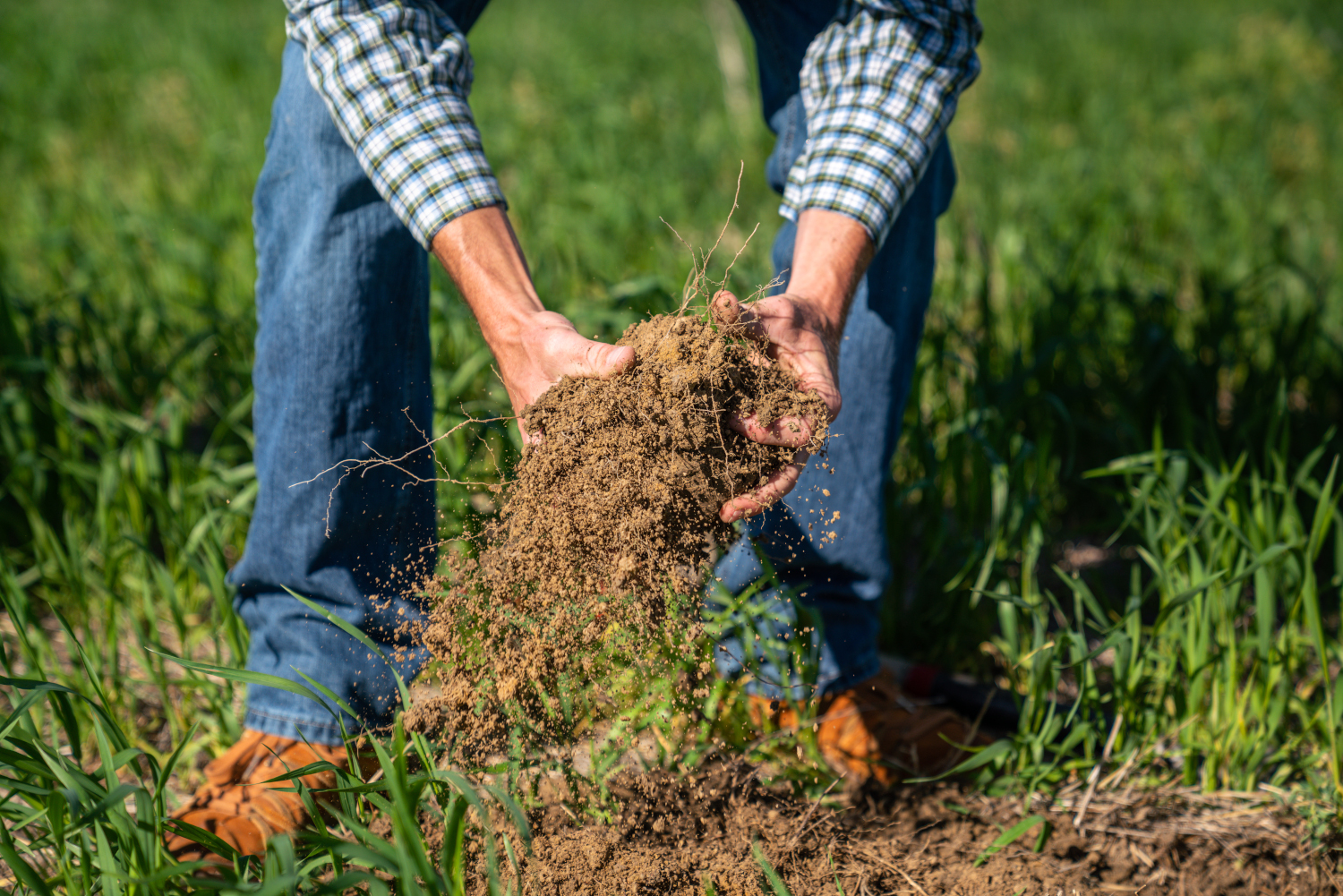 Agriculture Biologique Quelles Sp Cificit S Pour La Culture Et L